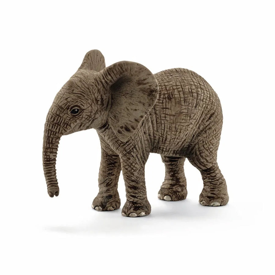 Afrikansk elefant kalv
