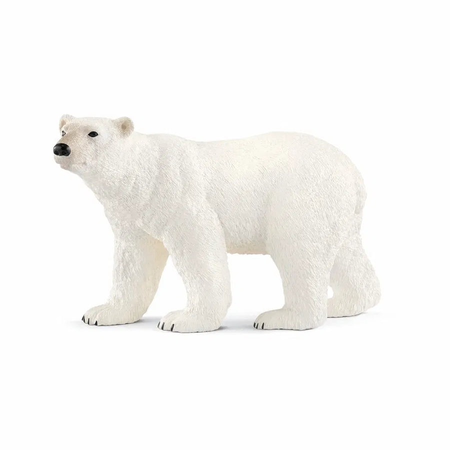 Isbjørn