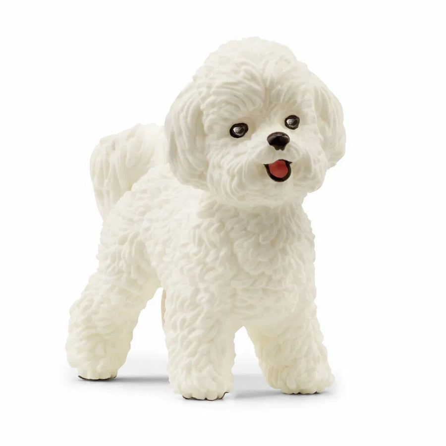 Bichon frisé