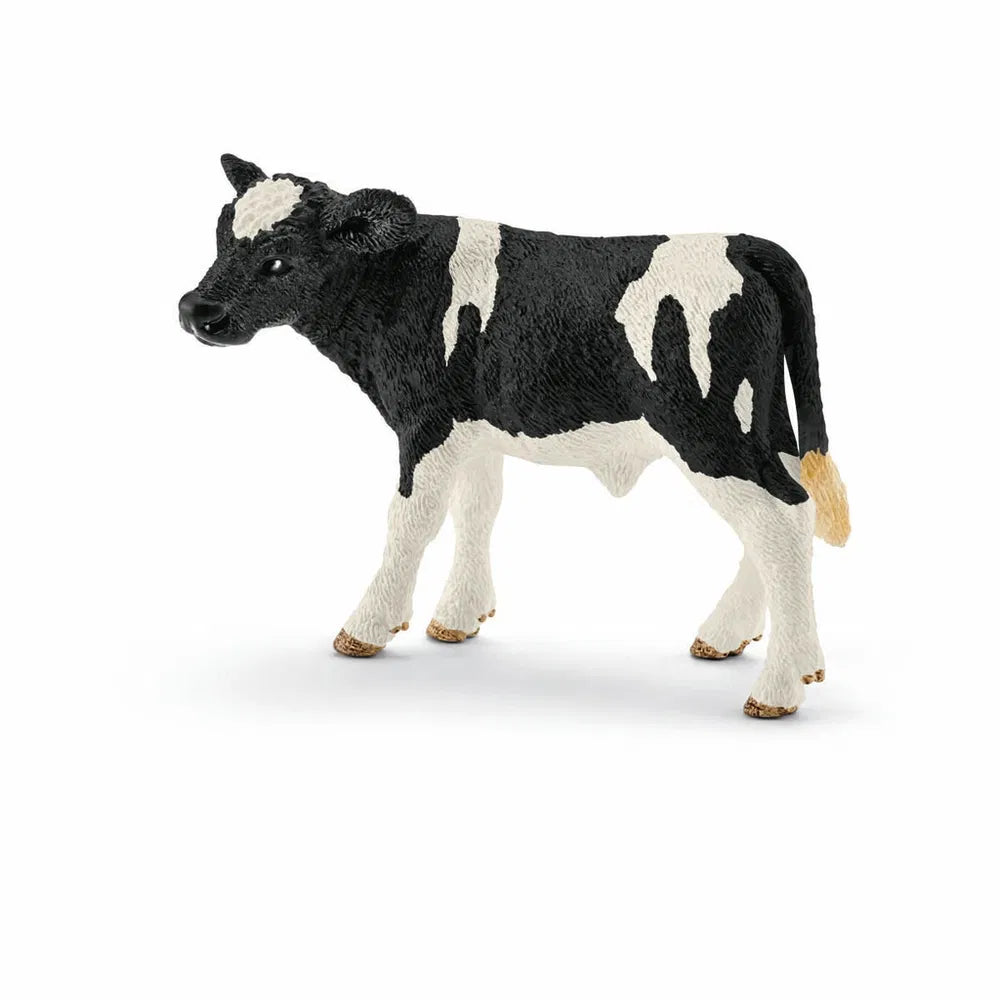 Holstein kalv