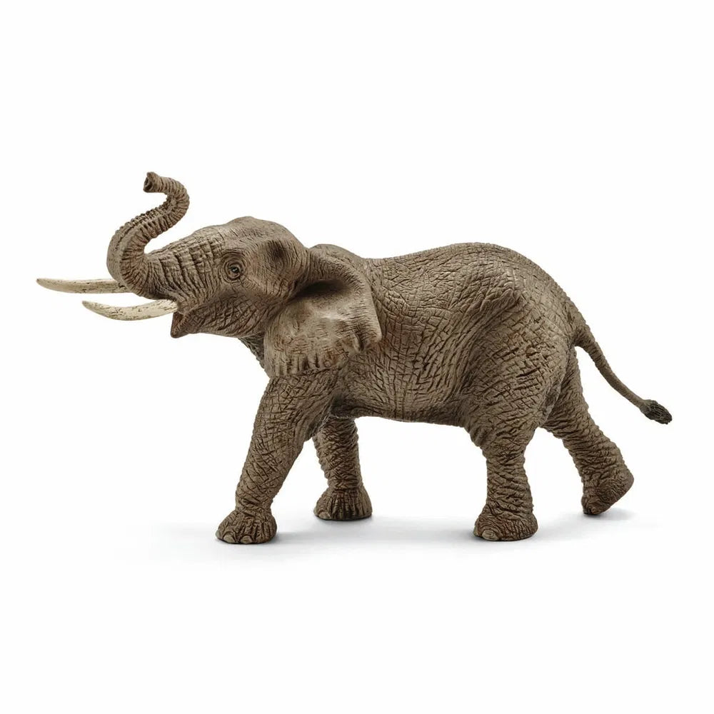 Afrikansk elefant hun