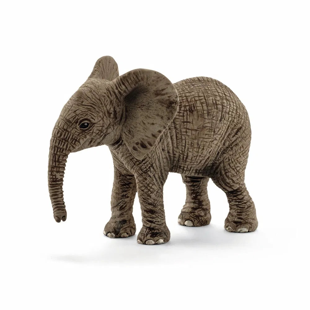 Afrikansk elefant kalv