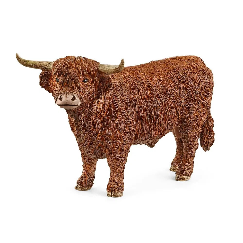 Highland bull