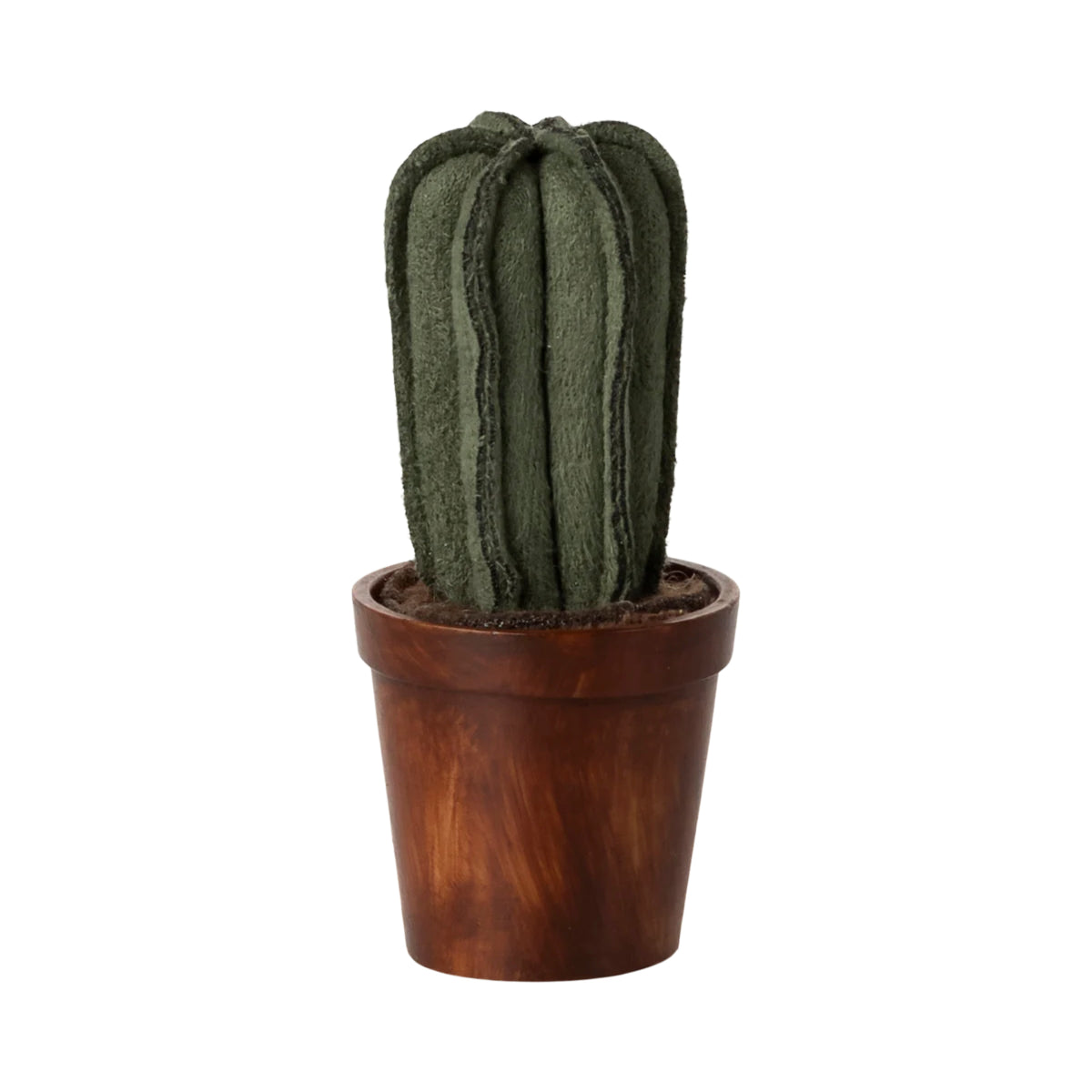 Kaktusplante